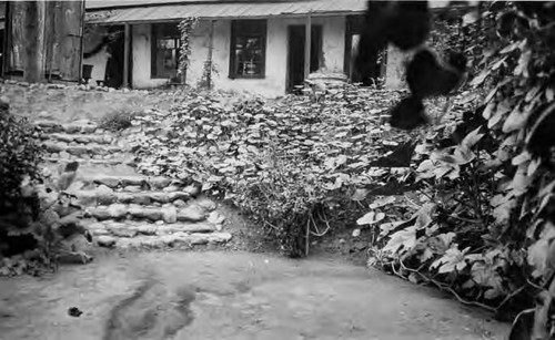 Rear of Avila adobe showing overgrown bushes in courtyard; looking soutwest. Rock steps lead down to courtyard. Elderly lady with coat and hat on in left background near adobe. A wood wall is next to her