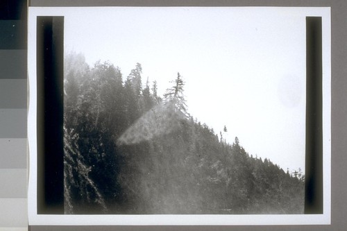 Trimmed tree, north side of river