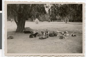 Sheep at the mission station Harmshusen, Adis Abeba, Ethiopia, ca.1934-1935