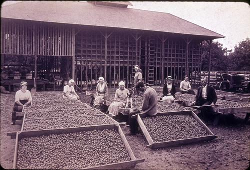 Walnut trays, Smith Ranch