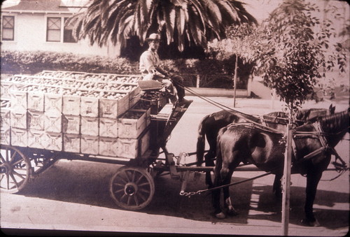 Bud Warne hauling fruit from La Habra to Fullerton