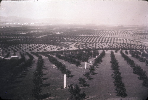 Citrus planting