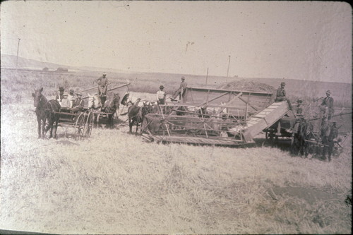 Hay Baling in La Habra, barley, Warne crew