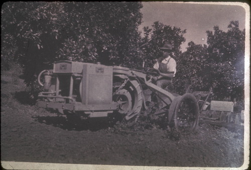 Edgar Leutwiler on tractor, early citrus groves in La Habra