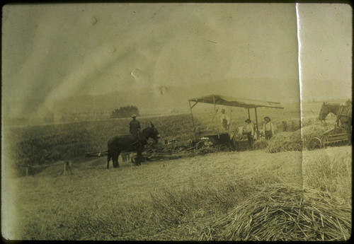 Hay baling & harvesting crew, La Habra