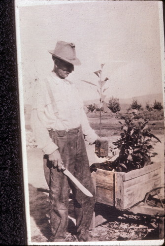 Geo. Beck seedling avocados