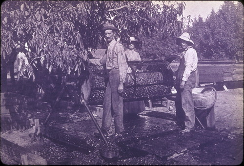 Walnut huller, S. M. Smith Ranch