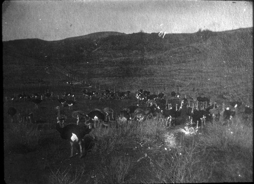 Ostriches in La Habra