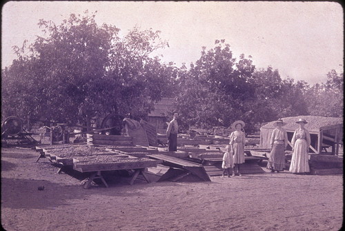 Walnuts, Smith Ranch