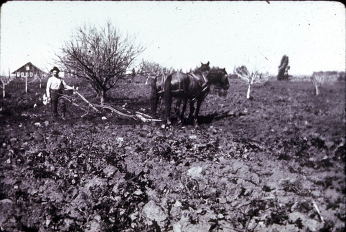 Mr. Keeler in apricots, veg. house in distance