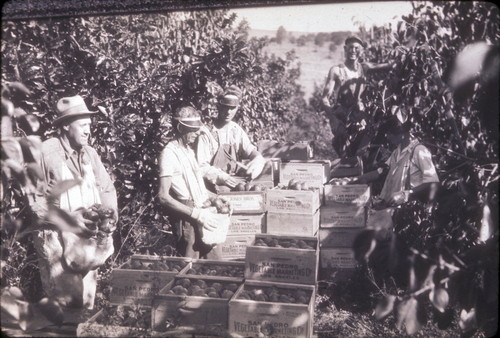 Persimmon picking, Beck Ranch