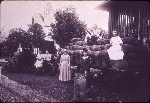 Sacks of walnuts, Smith Ranch