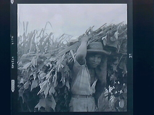 Rural Venezuela