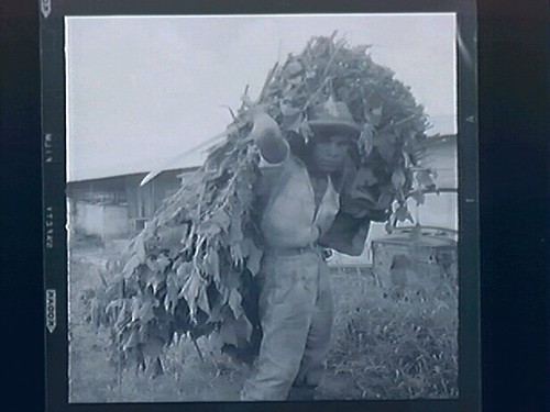 Rural Venezuela