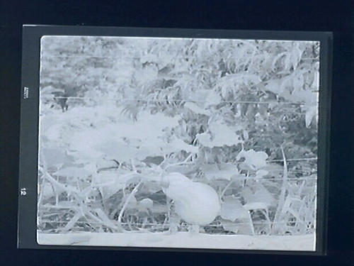 Plants - Morning glories, squach, mulberry tree, leaves Toquerville