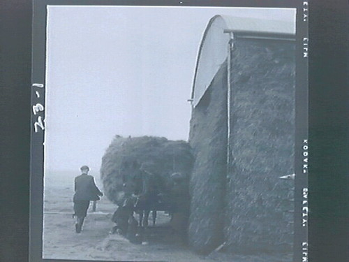 Hallorans (gathering hay?, fodder?)