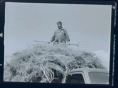 Gunlock, Henry Bowler Haying, "Hard Work Ain't Easy"