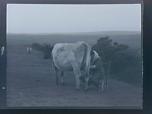 Untitled (Landscape w/cows)