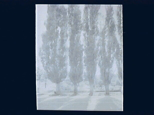 Toquerville, Poplar Trees -