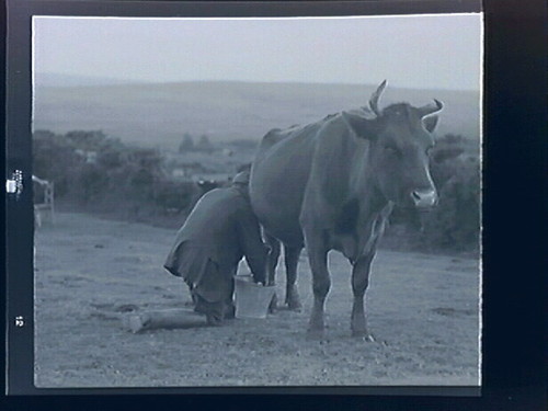 Untitled (Landscape w/cows)