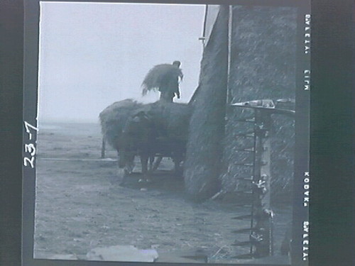 Hallorans (gathering hay?, fodder?)