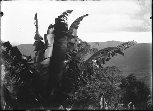 Wild banana trees, Lemana, Limpopo, South Africa, ca. 1906-1907