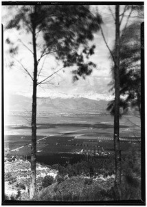 San Gabriel Valley Citrus Groves, May, 1933