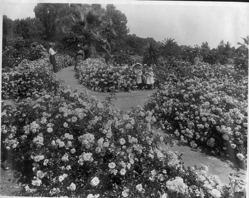 Flowers at Kearney Park