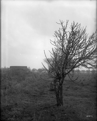 Hovsepian Ranch Showing Fig Trees Along Canal