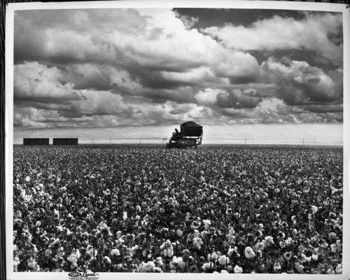 Mechanical Picker Across the Field of Cotton