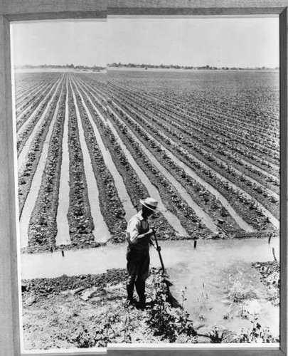 Irrigating a Newly Planted Field