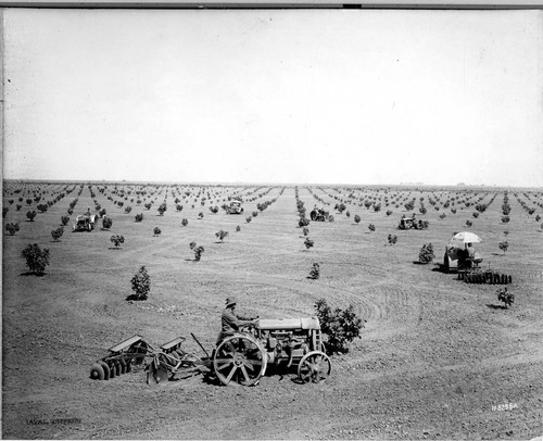 Tractors at Work on Forkner Fig Orchard