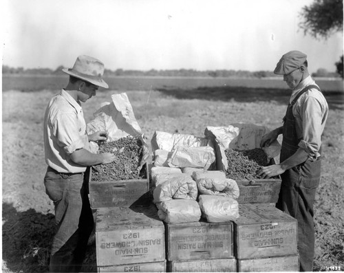 Unloading Raisins From Drying Papers to Wooden Boxes