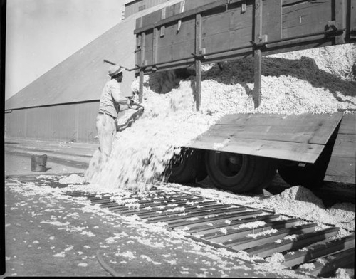 Unloading cotton from a truck