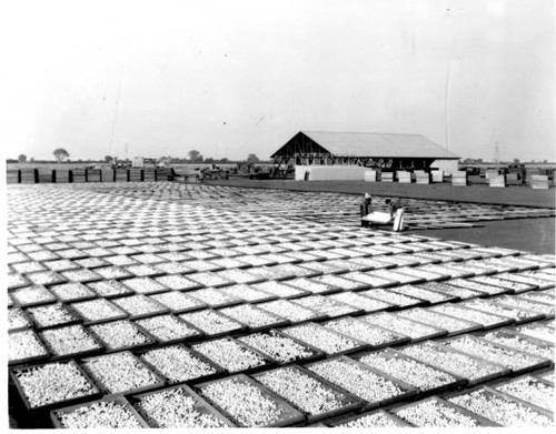 Drying Yard, Bear Creek Company