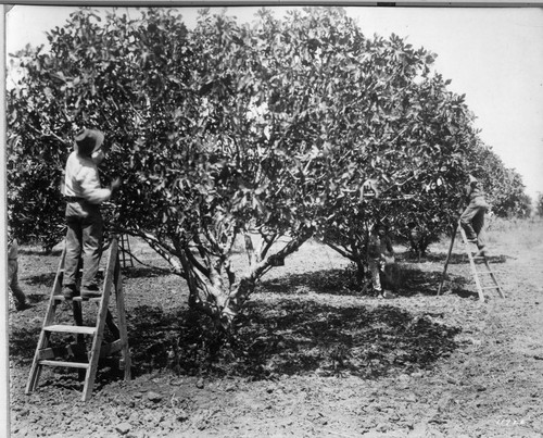 Harvesting Figs