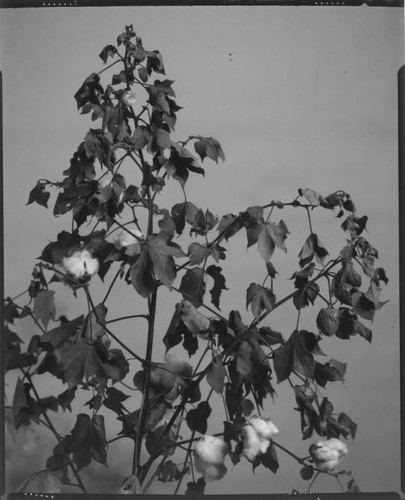 Cotton Plant With Blossoms and Boles