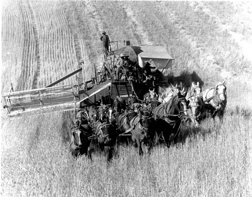 20 Mule Team Grain Harvester