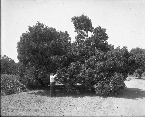 Guggenhime Ranch - Fig Tree