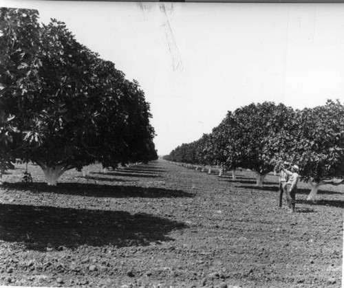 Yoakum Fig Orchard - Men In Field With Trees