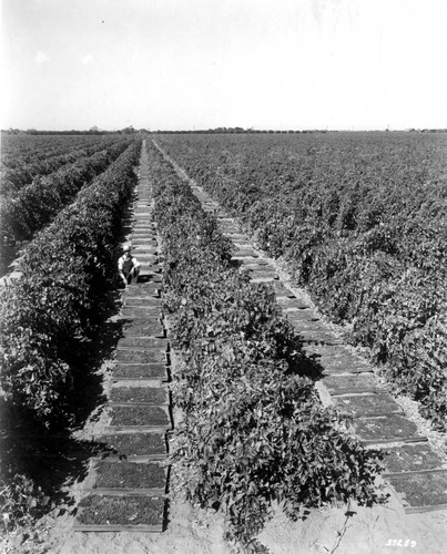 Raisins Out Drying in the Sun - Scheidt Ranch