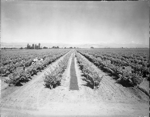 Raisins Drying Between the Rows of Bennetts Vineyards