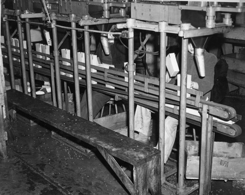 Women Working In Fig Packing Plan