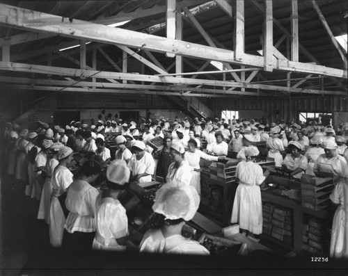 California Peach Growers Interior With Workers Fig Packing Plant 24