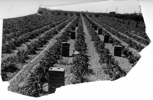 Grape Trays Stacked Along the Rows of Grapes