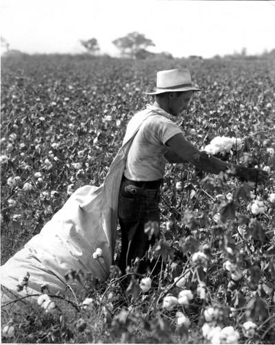 Worker Hand Picking Cotton