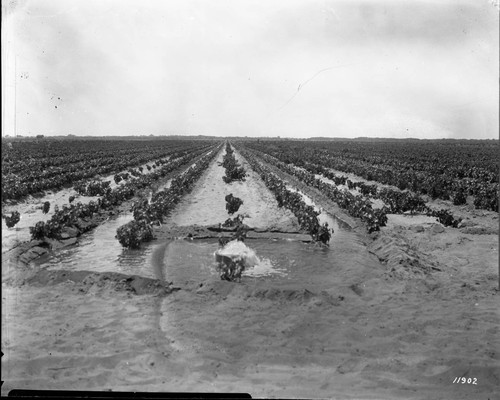 Irrigating Of Nursery Stock In Field