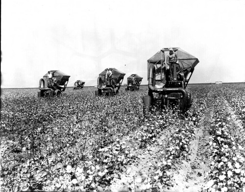 Series Cotton Harvester in the Fields