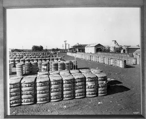 Bales of Cotton Ready to ship