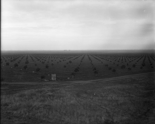 Navalencia, California Orange Grove